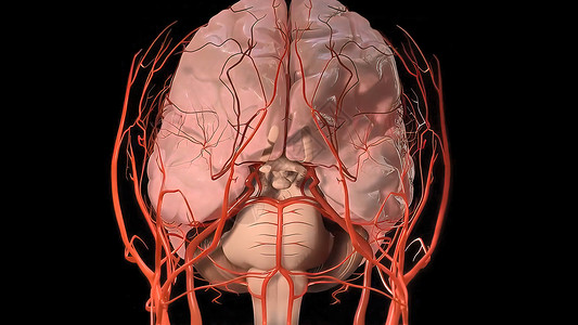 神经肌肉这三个肌肉层由外部斜体 内部斜体和外表组成隧道男性健康疾病药品发动机图表硬化控制腕骨背景