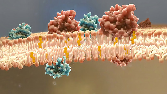 显示脂质层的动画剪短片动态生物人体科学动物液泡解剖学生物学黄色结构背景图片