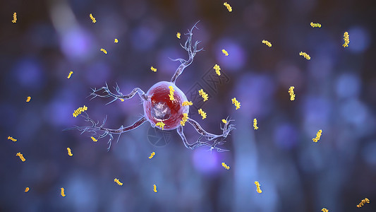 少突胶质细胞神经的神经元高清图片