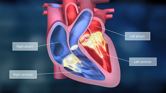 辅助系统心脏工作系统 通过人体血液抽血心室心血管主动脉渲染解剖学生理疼痛3d动脉身体背景