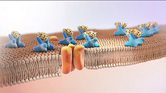 百福图高清胰岛素受体3d插图胰腺途径激素红细胞糖尿病细胞3d生物学内分泌图表背景