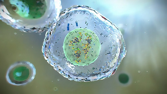 细胞周期3D 脑分裂细胞分部插图母细胞技术基因组间期周期生物学细胞质克隆生活科学背景