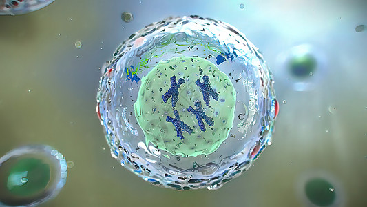 细胞周期3D 脑分裂细胞分部插图周期生物基因组技术间期信息科学显微镜母细胞实验室背景