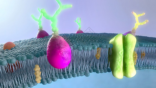 脂质双分子层显示脂质层的动画剪短片医学插图图形3d液泡生物解剖学细胞生物学科学背景