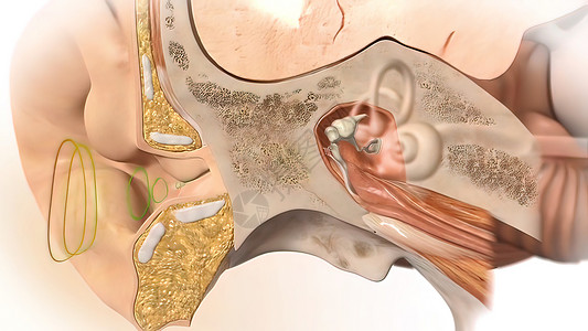 3D 人耳解剖系统噪声锤骨运河耳蜗模拟听力洞察力首席细胞冲动背景图片