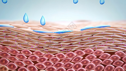 干皮肤的润滑液 皮肤水化的医疗表现生物学润肤治疗胶原穿透力剥皮解剖学身体护理皱纹背景