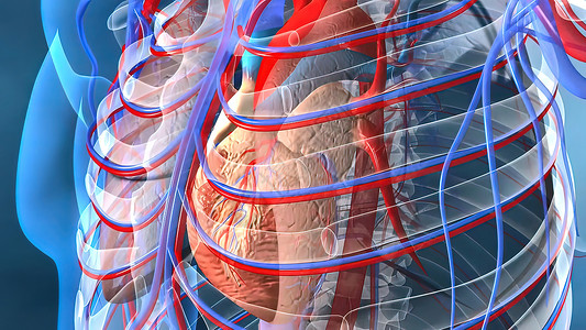 心脏和血管工作病人精神药品考试解剖学生理维管束把脉蓝色器官图片