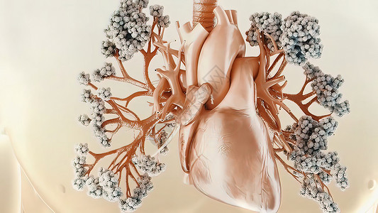 人体的呼吸和循环系统动脉插图卫生血小板静脉保健心血管细胞红色药品图片