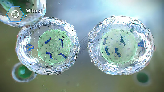 3D 脑分裂细胞分部插图基因组实验室母细胞周期显微镜信息化学生物学微生物学科学背景
