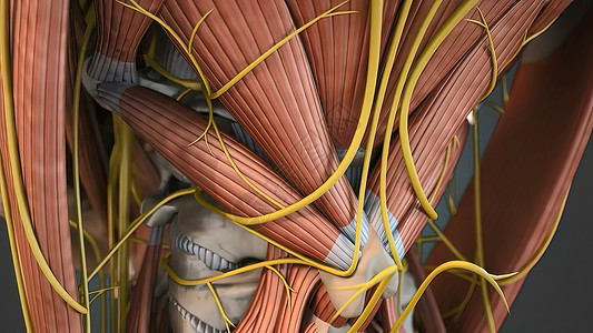 右股总静脉肌肉系统完整 摄像头旋转显示所有的肌肉 笑声胸部躯干身体男性科学力量药品骨骼疼痛计算机背景