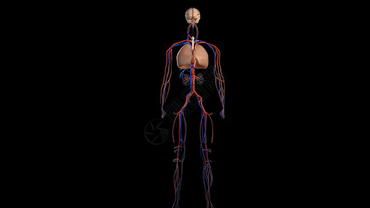 人体血管血压黑底的人类解剖 血管系统中庭小动脉传导药品人体动脉科学心室心肌医学背景