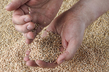 小麦危机 缺乏粮食和农作物 手中的麦粒 以粮仓为背景 世界粮食危机的概念 出口和进口通货膨胀食物农业失败图表出口商市场生长种子收背景