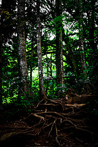 低压森林图像塔考山国家王子登山遇险叶子郁闷植物群山树木树林背景图片
