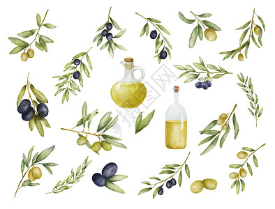 刻叶紫堇一套绿色和黑色橄榄枝和油瓶水彩画 手绘插图与孤立在白色背景上的橄榄叶 地中海美食背景