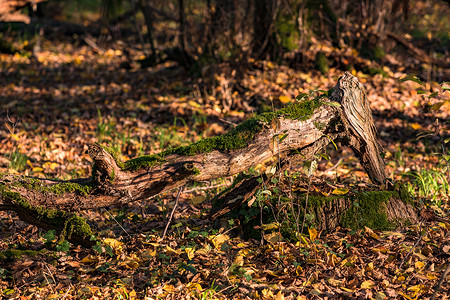 秋天的木头森林地板上满满是针头和秋色叶子的床上 树干里装满了苔 令人震撼的树干背景