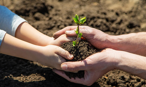 人和植物父亲和孩子正在种植一棵树 有选择地集中注意力花园园艺土壤母亲男性生长幼苗农业环境家庭背景