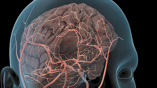 触到大脑的神经身体边缘生物学解剖学男人渲染医疗商场艺术品科学背景图片