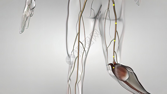 人体神经系统3D医疗小脑大脑艺术品商场神经身体解剖学边缘生物学科学图片