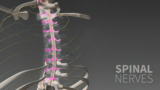 人体神经系统3D医疗艺术品科学解剖学神经小脑商场生物学大脑男人渲染背景图片