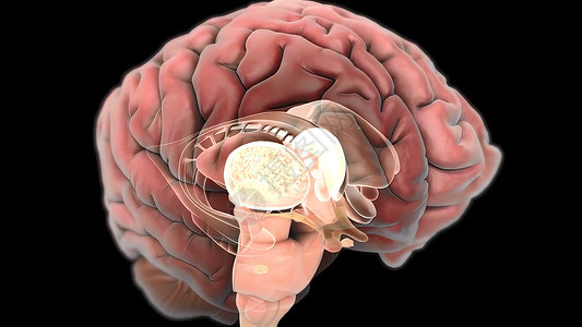 触到大脑的神经边缘医疗生物学渲染艺术品男人科学商场解剖学身体背景图片