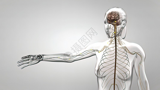 人体大脑脑子人体神经系统3D医疗边缘身体大脑渲染商场小脑科学神经解剖学男人背景