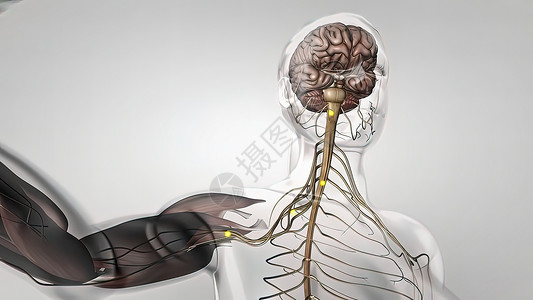 人体神经系统3D医疗艺术品科学小脑大脑渲染边缘身体神经解剖学商场背景