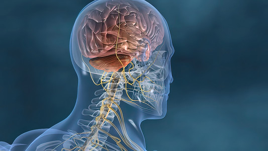 人体神经系统3D医疗解剖学大脑边缘艺术品科学商场渲染男人身体小脑背景图片