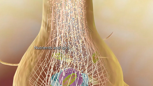 解剖学素材网发送电信号和化学信号的合成元和神经系统细胞飞行网络药品轴突红色医疗科学生物学背景背景