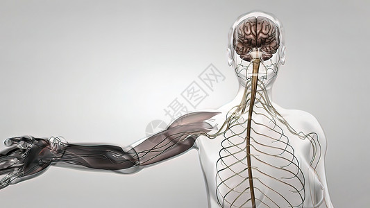 人体神经系统3D医疗科学身体渲染生物学解剖学男人神经大脑艺术品小脑背景图片