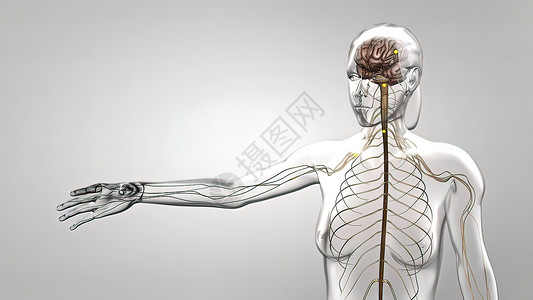 人体大脑脑子人体神经系统3D医疗商场科学解剖学小脑神经身体艺术品生物学渲染大脑背景