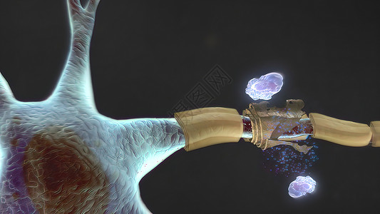 人体神经系统3D医疗神经小脑渲染商场艺术品身体边缘男人大脑解剖学背景图片