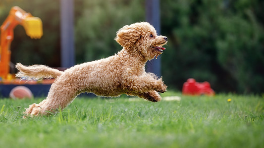 玩具贵宾犬可爱的模糊高清图片