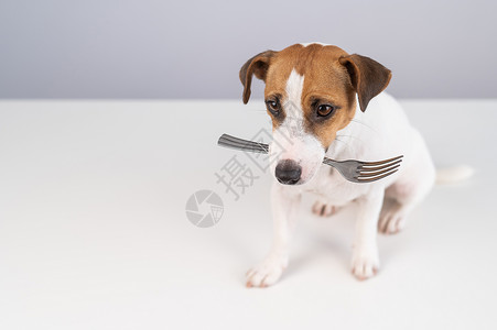用叉子刺一下一只狗杰克罗素泰瑞的肖像 用白色背景在嘴里拿着叉子厨师食谱午餐节食早餐食物宠物菜单犬类动物背景