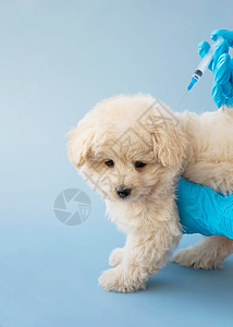 宠物洗护标签戴蓝色医疗手套的手 在给一只小狗狗注射疫苗背景
