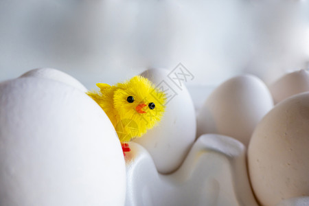 蛋散鸡蛋盒中的煮鸡蛋鸡 在鸡蛋背景的人造鸡假期庆典动物小鸡乐趣食物孩子们传统羽毛新生背景