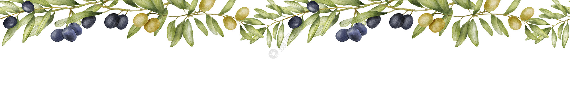 刻叶紫堇带绿色橄榄枝的无缝边界 水彩画 用橄榄叶绘制图示 美食食品 地中海烹饪品背景