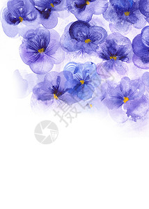 三色堇元素紫花色花朵绘画野花蓝色水彩中提琴荒野卡片花瓣花束婚礼背景