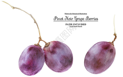 特诺里奥现代水颜色植物图解 葡萄浆果粉色农业黑色紫色红色食物白色绘画水果水彩背景