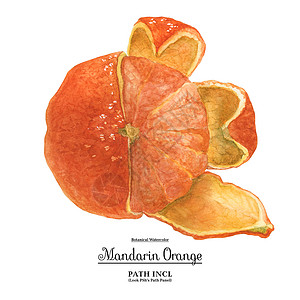 橘子水彩普通话橙果水彩饮食热带水果植物橘子生物蔬菜食物手绘背景