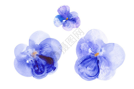 蓝色水彩花自由思想的象征潘西荒野艺术绘画植物花瓣中提琴植物群投标草图香气背景
