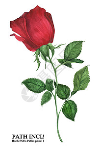 植物水花红玫瑰插图水彩手绘白色红色花园背景图片