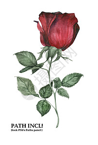植物水色烟雾玫瑰花园手绘插图红色白色水彩背景图片