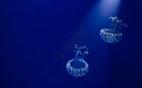 一对白斑水母 漂浮在蓝水中 亮光从上面闪耀下来高清图片