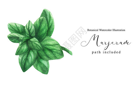 手绘郁垒马约拉姆绿干枝香料艺术植物学草本植物水彩植物绘画叶子花园芳香背景