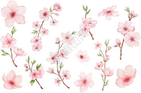 梦幻水彩素材樱花分枝 水彩画沙库拉 在白色上被隔绝 日本鲜花插图背景