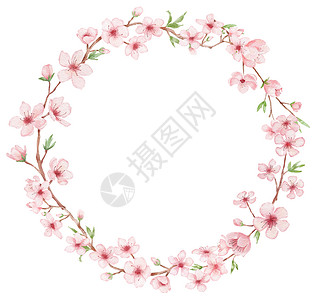 手绘花朵圆形框与樱花插图的分支圆形框 水彩画 sakura花圈孤立在白色上 日本花朵背景