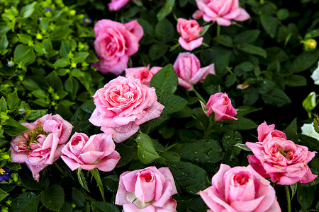 小花园里玫瑰盛开花园里美丽的罗莎花背景