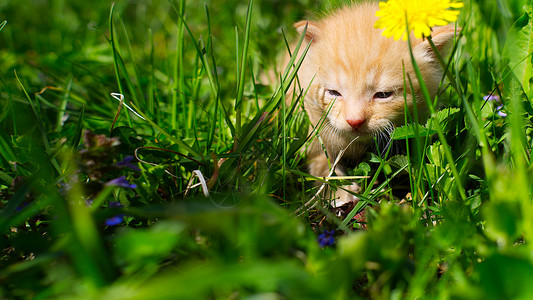 小小猫咪在长青草中宠物眼睛头发哺乳动物乐趣动物毛皮草地婴儿爪子图片