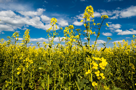 闪亮的甘蓝田地和白云布满花朵的天空生长燃料植物种子农场场地土地油菜籽油籽活力背景图片