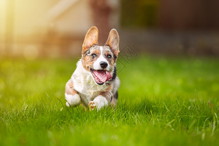 在阳光明媚的日子里 快乐的柯基犬小狗在户外的草地上奔跑 美丽的纯种蓝梅尔开衫威尔士科吉小狗张开嘴奔跑的肖像背景图片